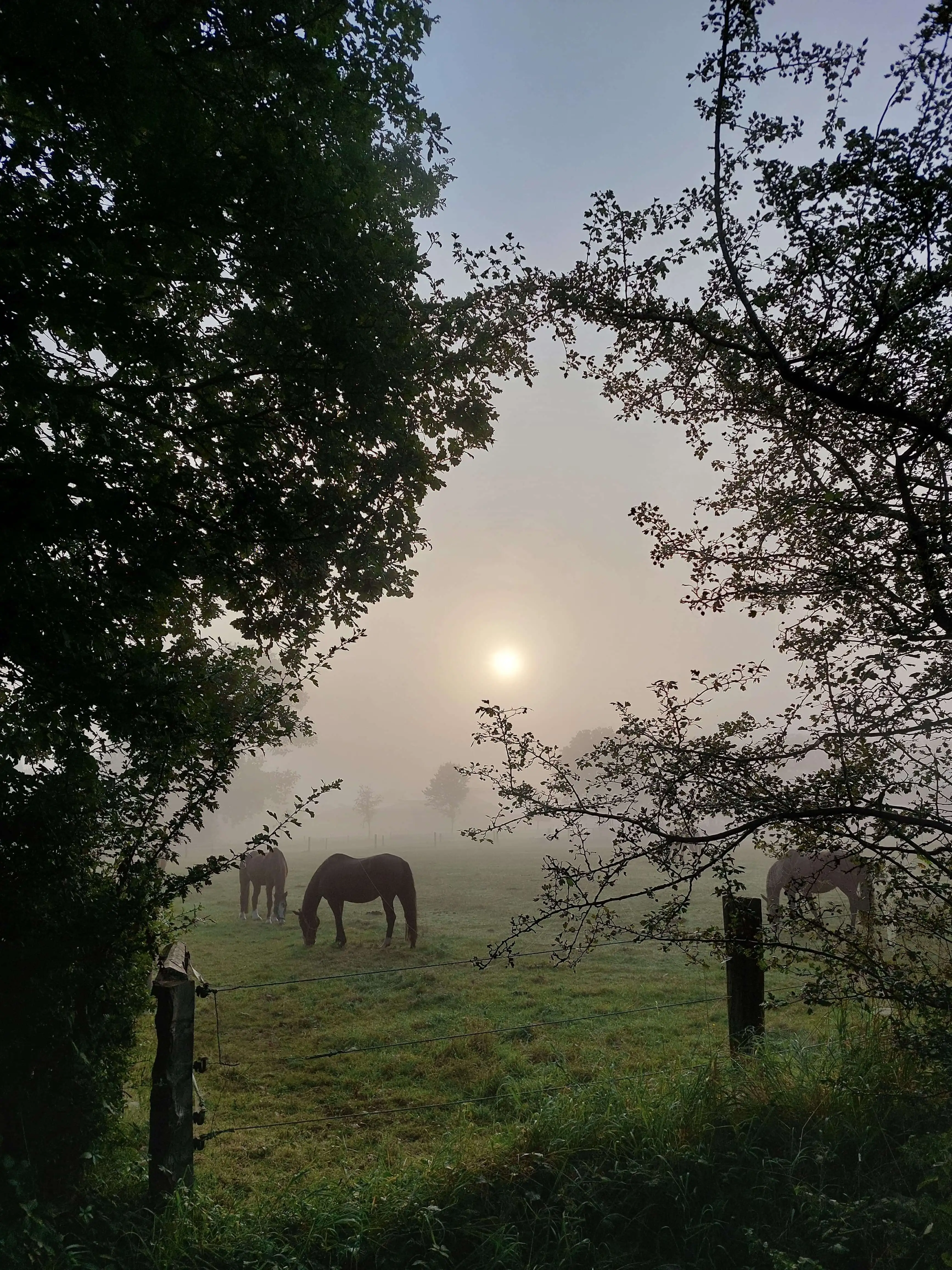 Pferde im Morgennebel auf einer Weide in Schermbeck
