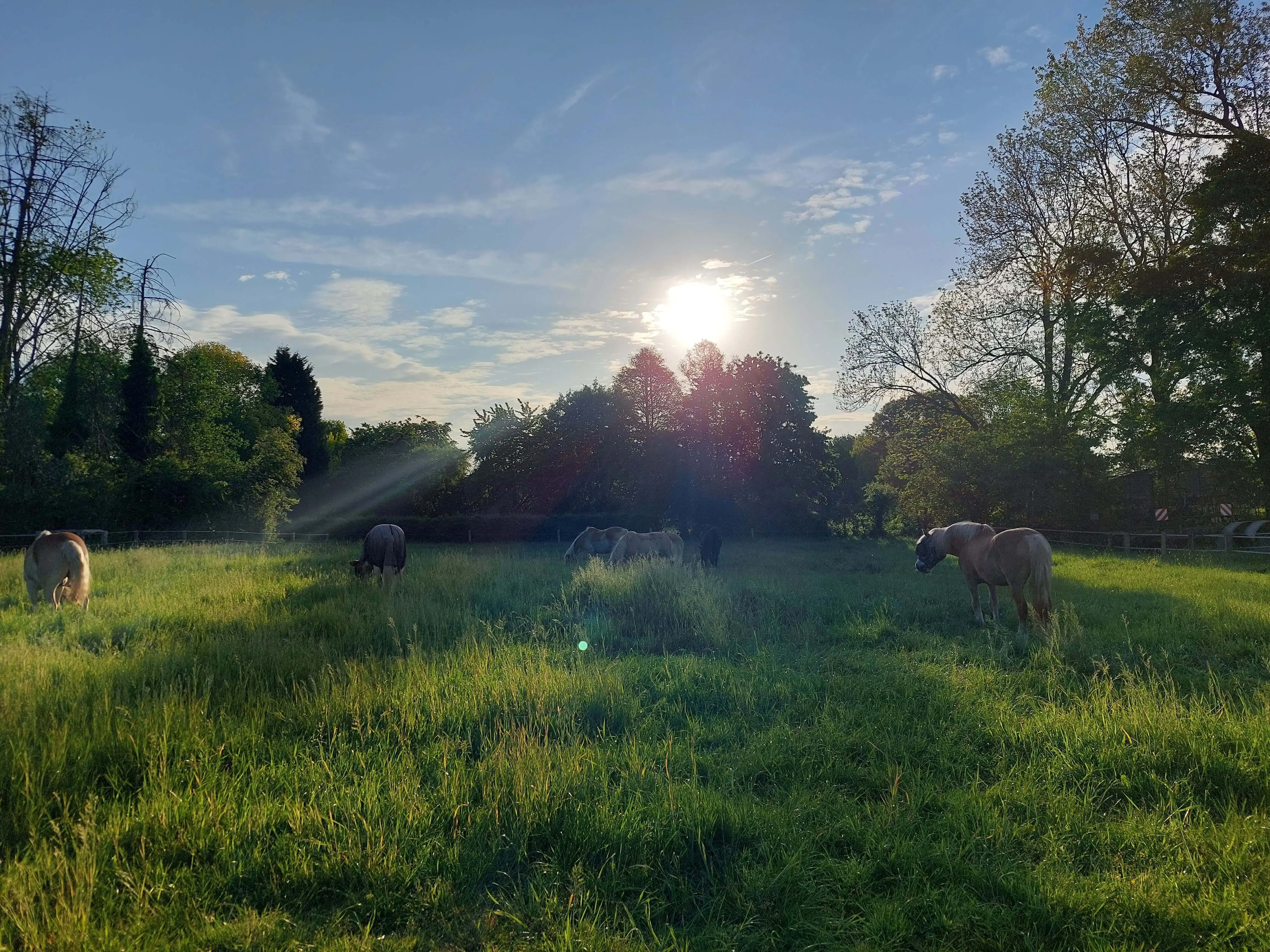 Pferde im Gegenlicht der aufgehenden Sonne auf der Wiese