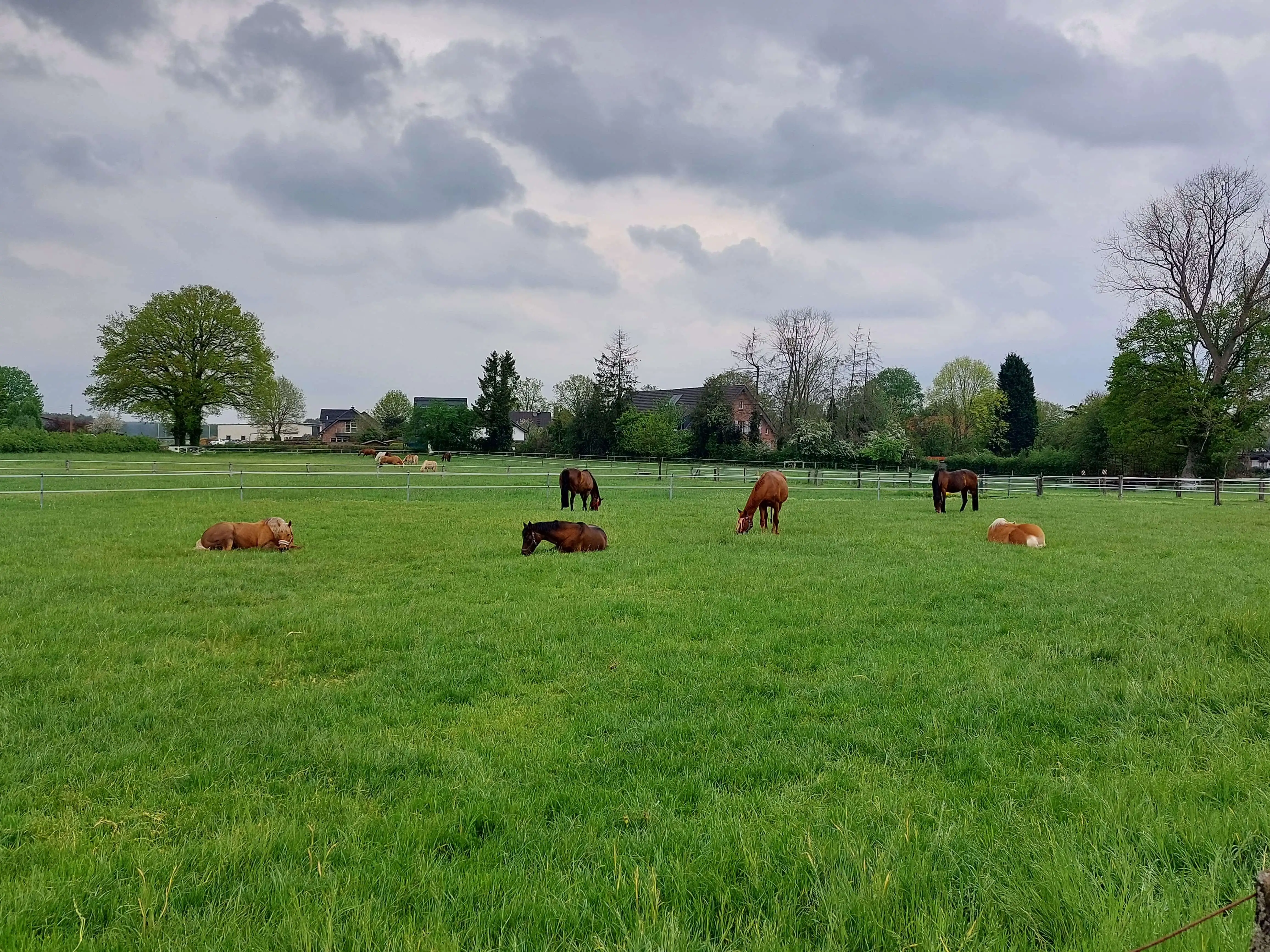 Pferde liegen und grasen entspannt auf der Weide