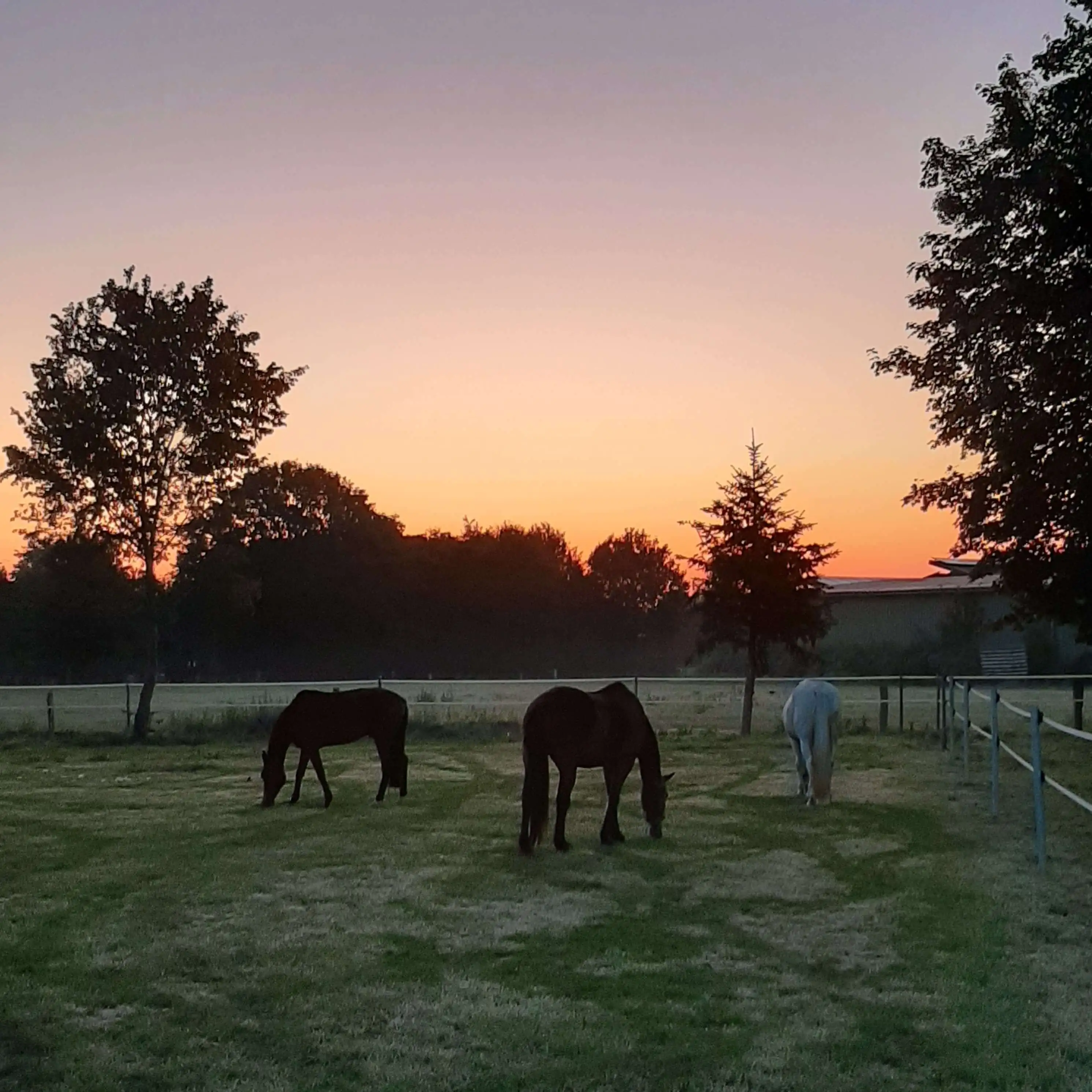 Drei Pferde grasen bei Sonnenuntergang auf der Weide in Schermbeck