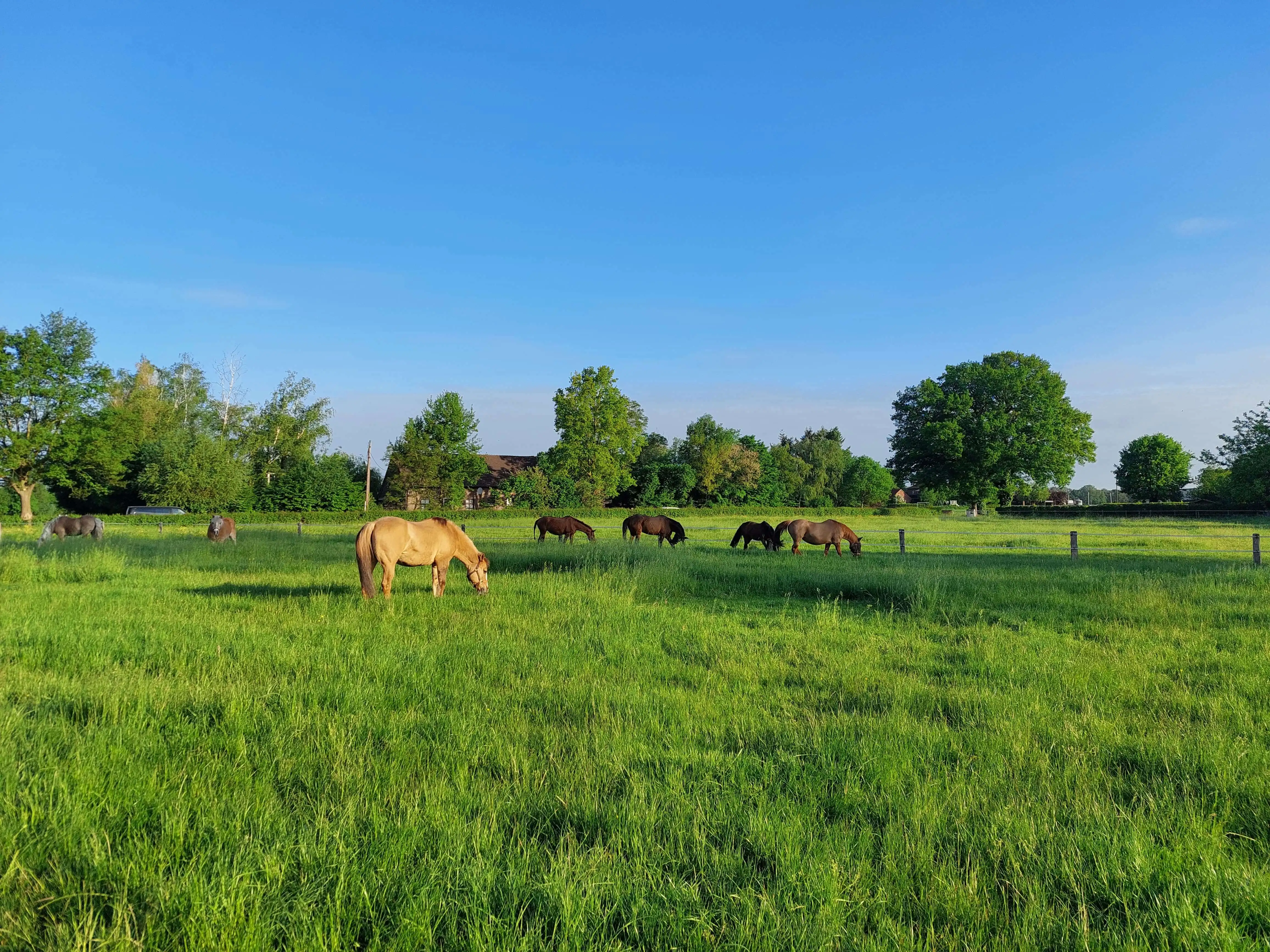 Rentnerpferde auf großer Sommerweide unter blauem Himmel