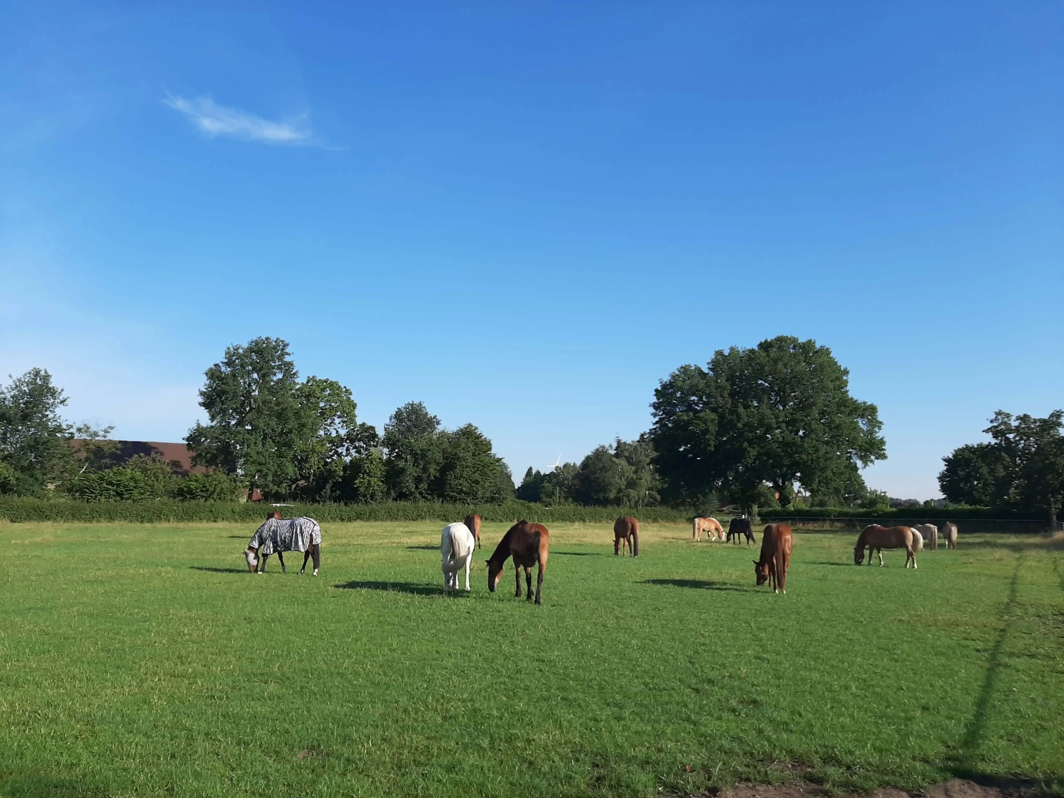 Ältere Pferde grasen auf einer gepflegten Weide unter blauem Himmel