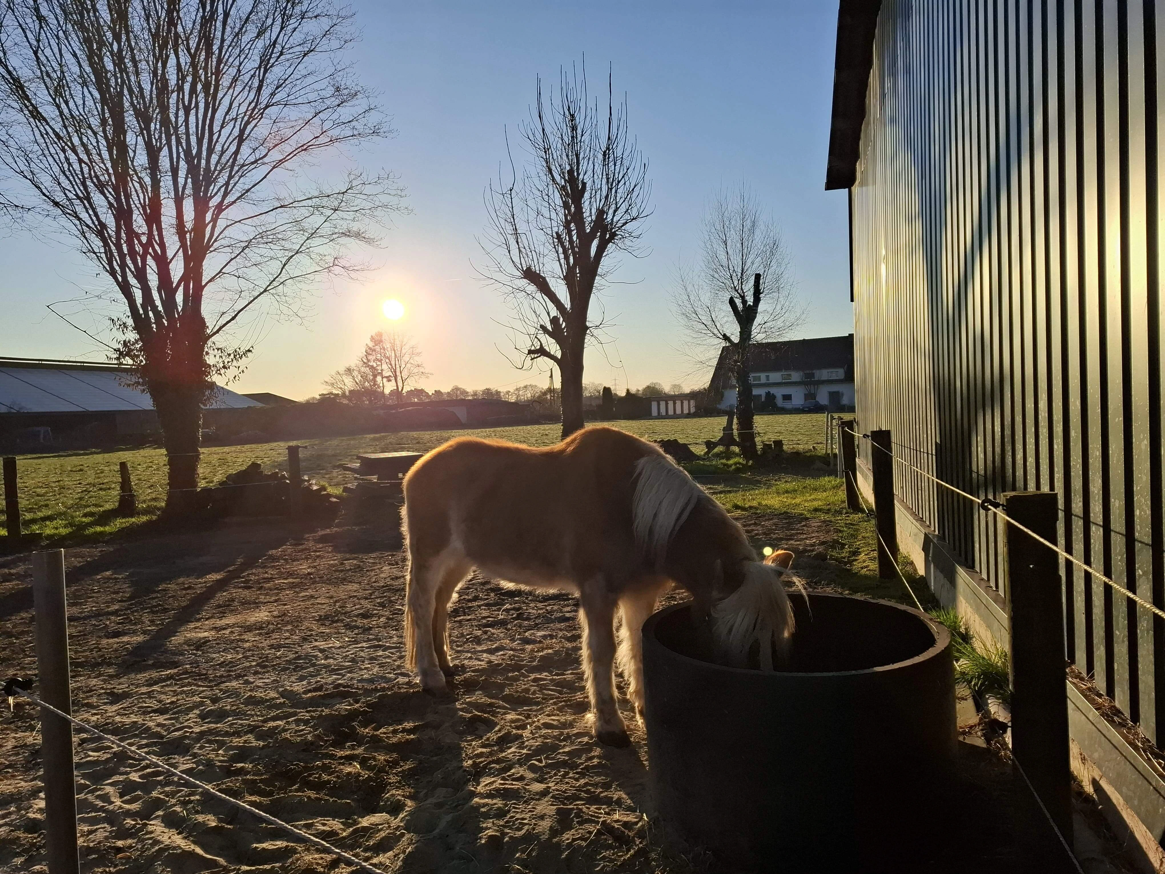 Haflinger frisst im Gegenlicht vor grüner Stallwand