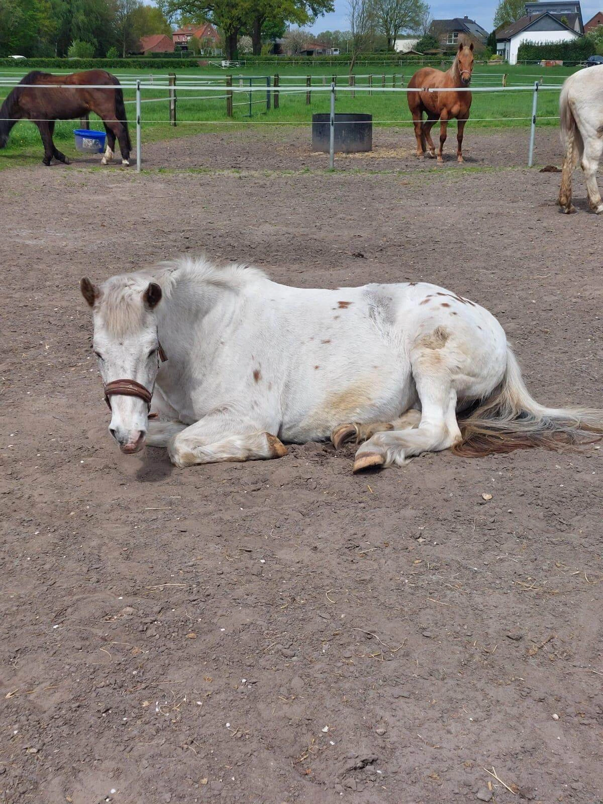 Weißer Wallach liegt entspannt auf dem Paddock