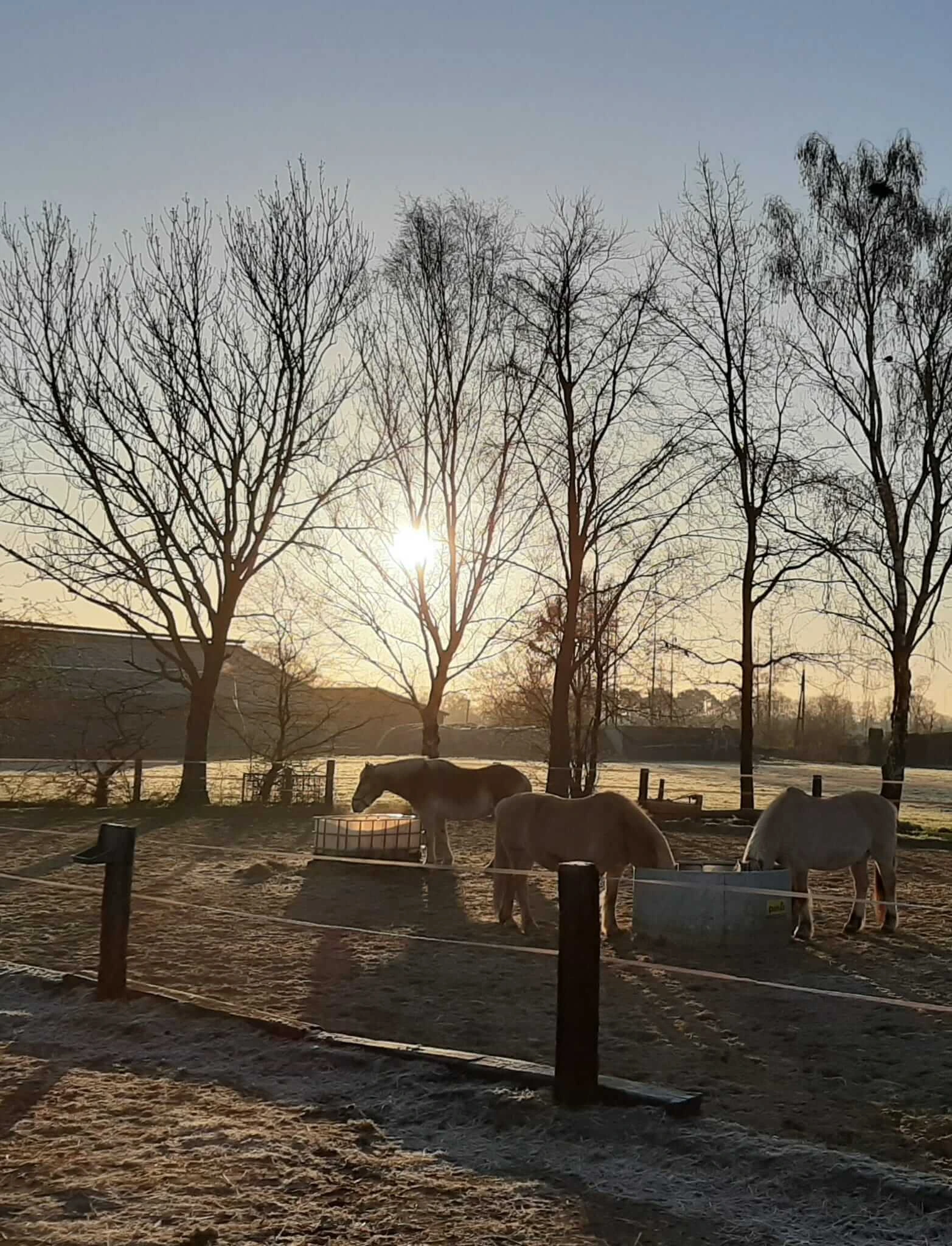 Pferde fressen auf gefrorenem Boden bei Sonnenaufgang