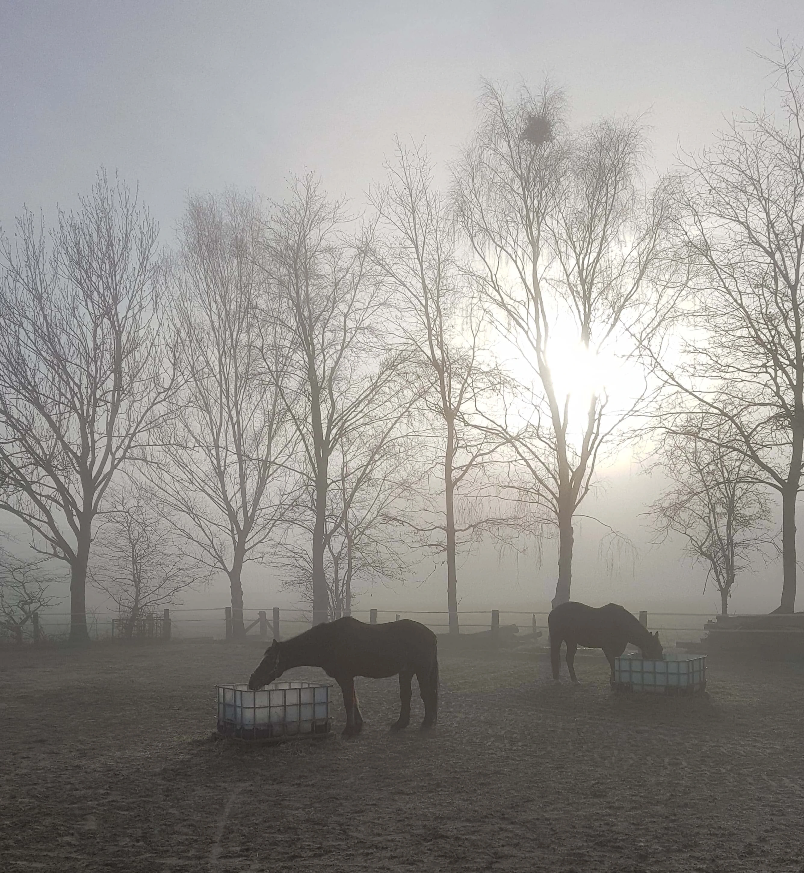 Zwei Pferde fressen im Morgennebel aus IBC-Containern