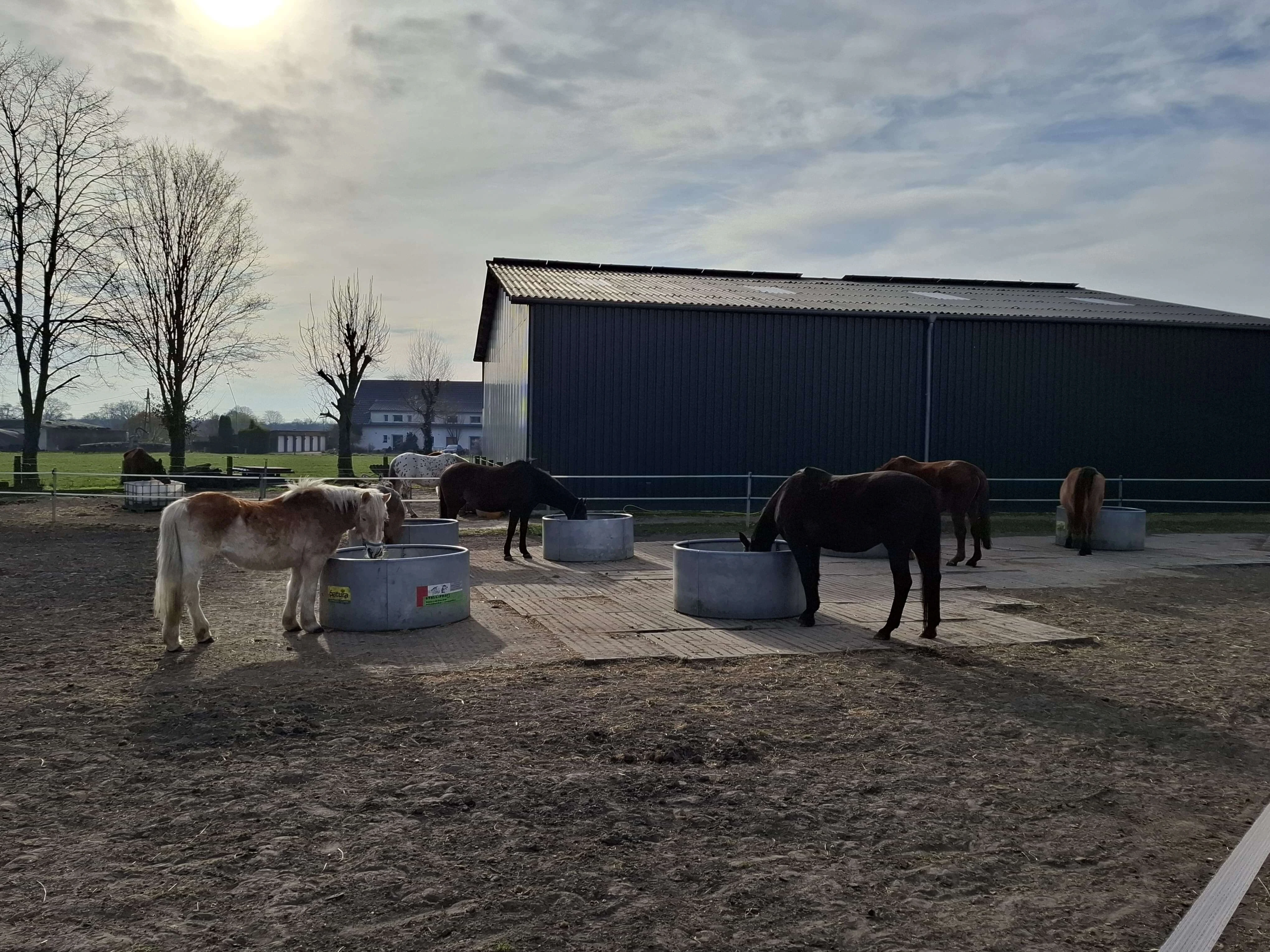 Pferde trinken aus Patura-Tränken im Gegenlicht der Wintersonne