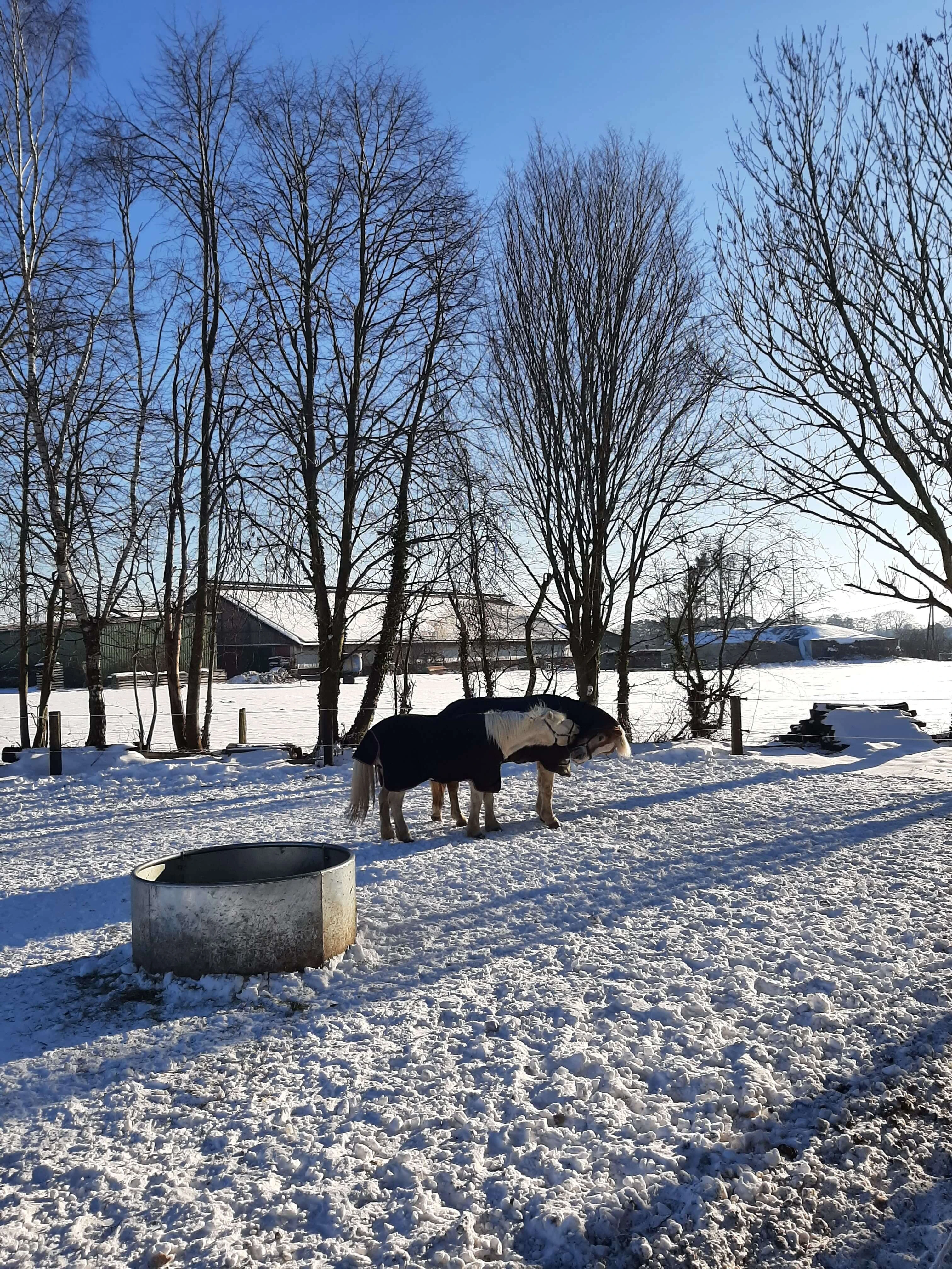 Eingedeckte Pferde stehen im Schnee unter kahlen Bäumen