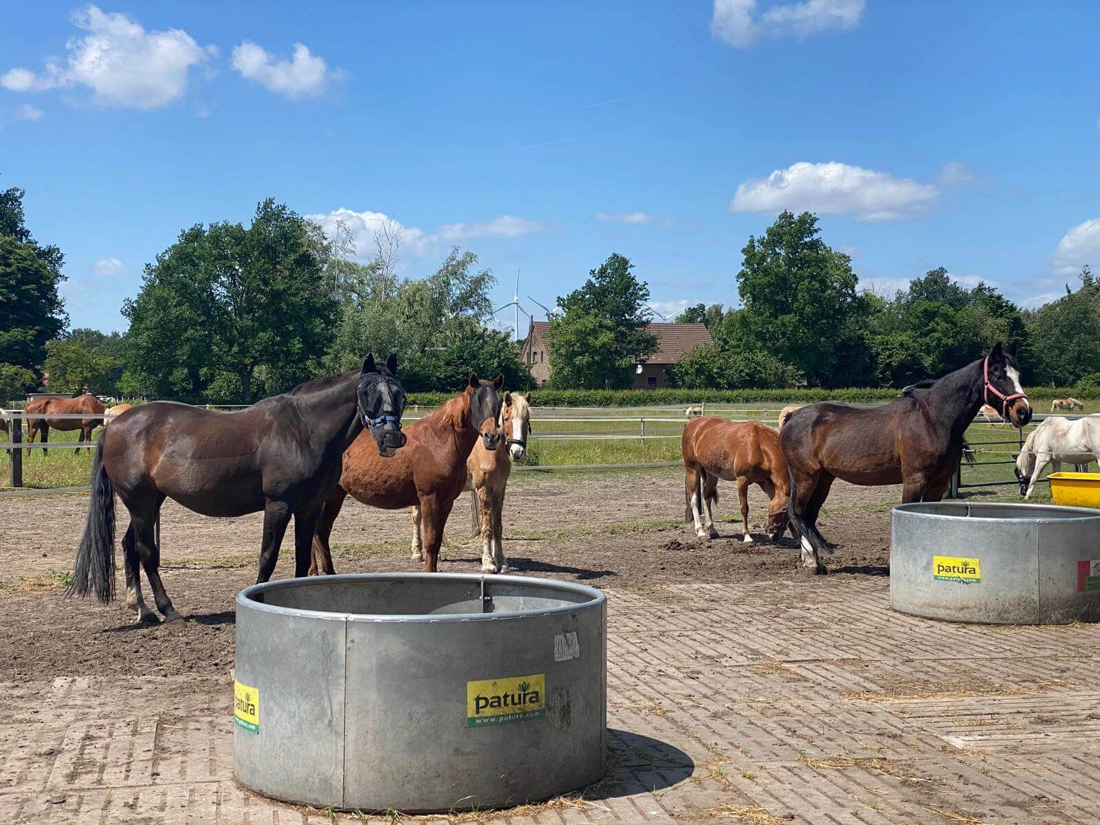 Pferde auf dem Paddock beim Trinken an sonnigem Tag