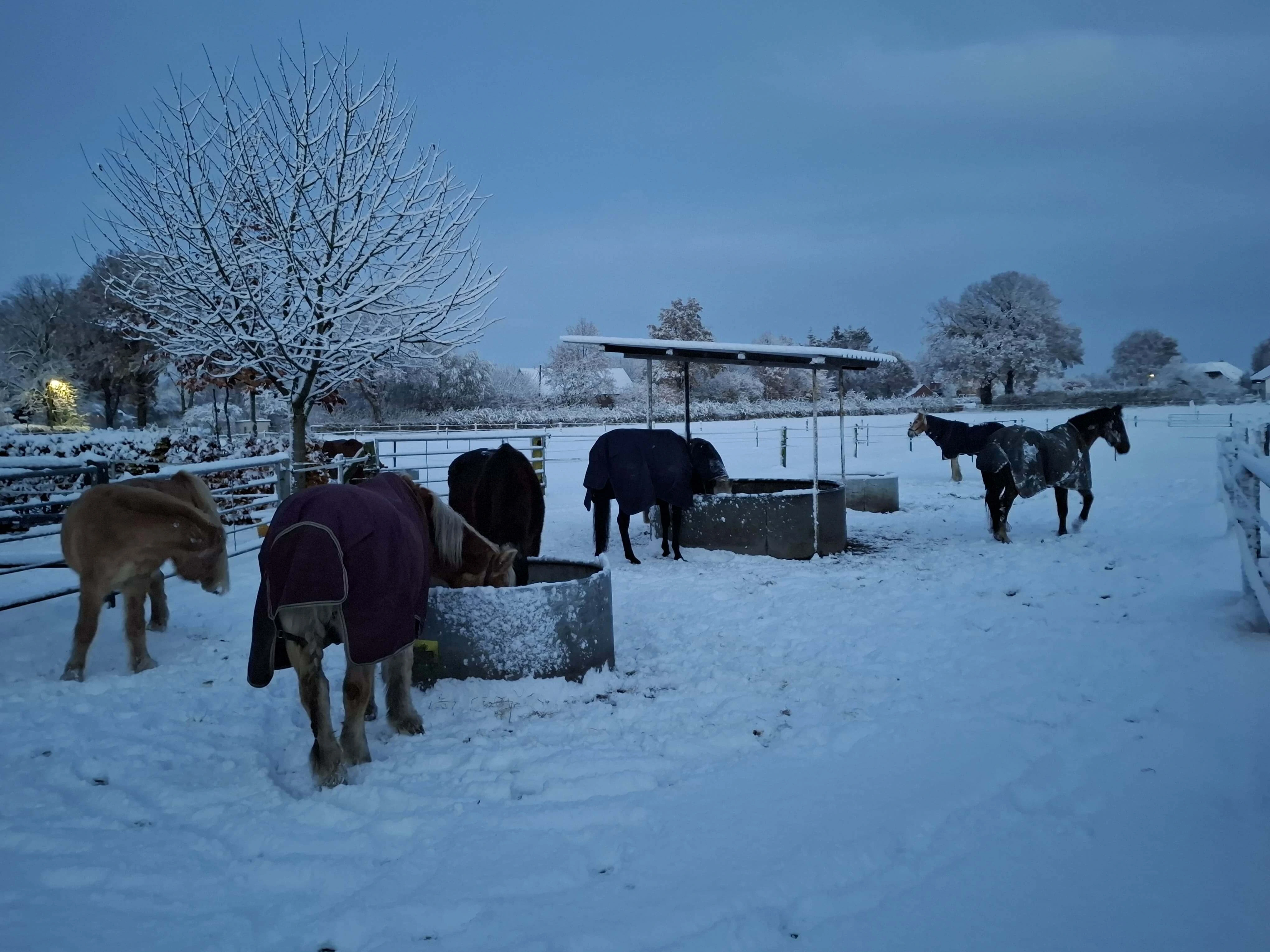 Eingedeckte Pferde fressen und trinken auf verschneitem Winterpaddock